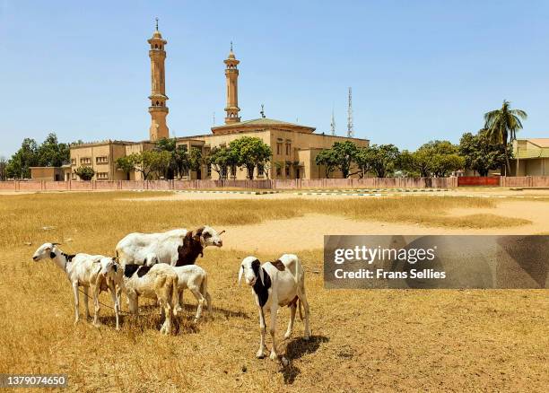 king fahad mosque in banjul, the gambia - banjul stock-fotos und bilder