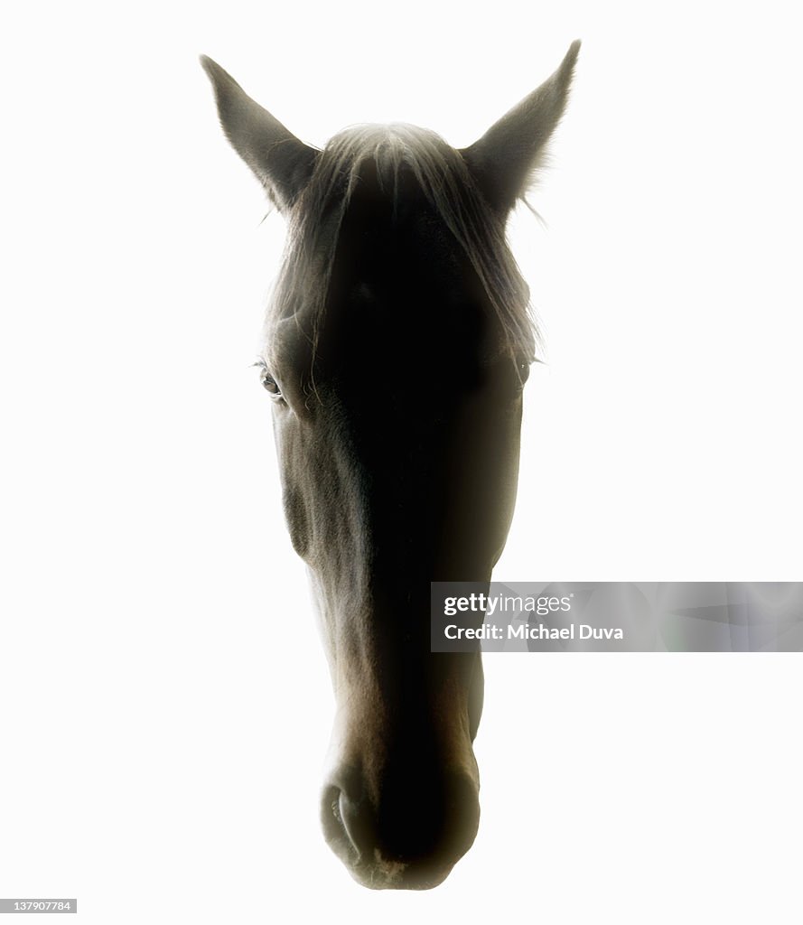 Studio shot of a horse on white background.