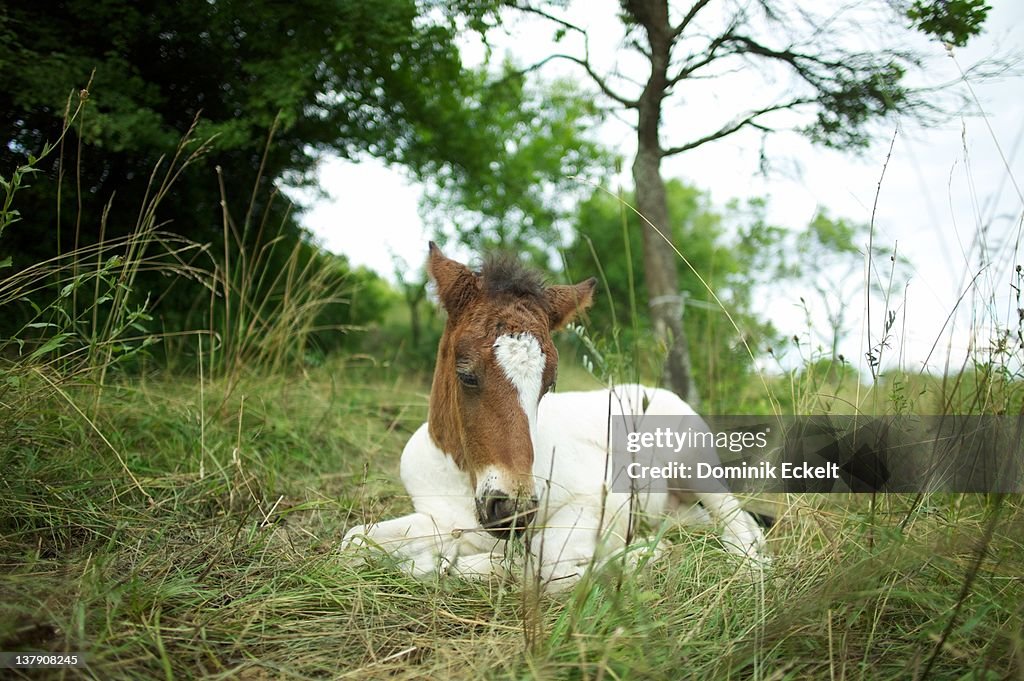 Sad foal