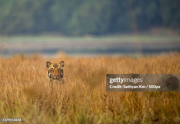 tiger huniting in tall dry grass,tadoba andhari tiger reserve,india - jungle safari stock pictures, royalty-free photos & images