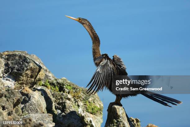 An anhinga as seen on the course during the second round of the Arnold Palmer Invitational presented by Mastercard at Arnold Palmer Bay Hill Golf...