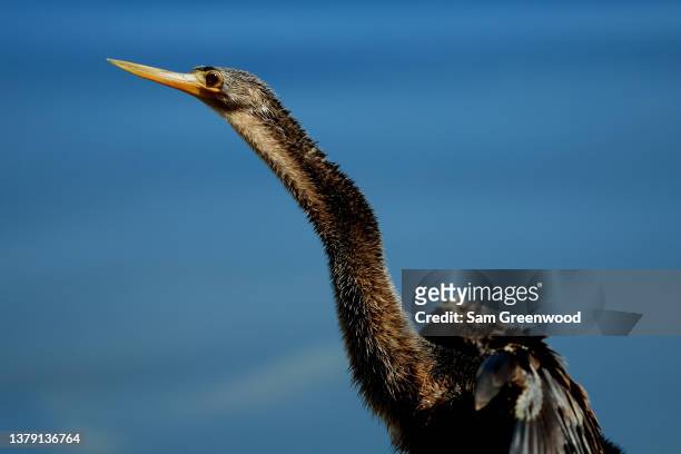 An anhinga as seen on the course during the second round of the Arnold Palmer Invitational presented by Mastercard at Arnold Palmer Bay Hill Golf...
