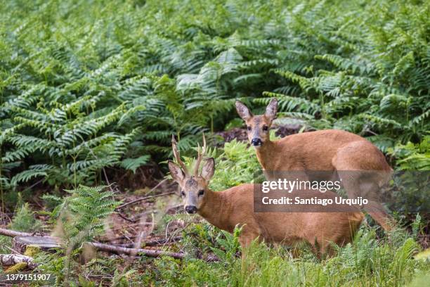 roe deer couple on a forest - roe deer female stock pictures, royalty-free photos & images