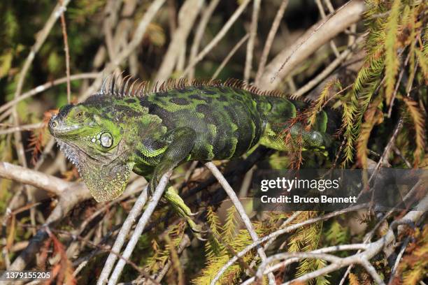 An iguana populates the Green Cay Nature Center & Wetlands on January 5, 2022 in Boynton Beach, Florida.