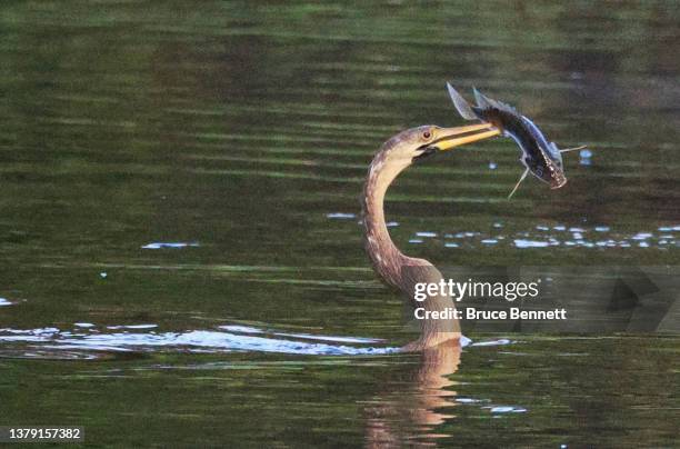 An anhinga carries a fish at the Merritt Island National Wildlife Refuge on January 6, 2022 in Titusville, Florida.