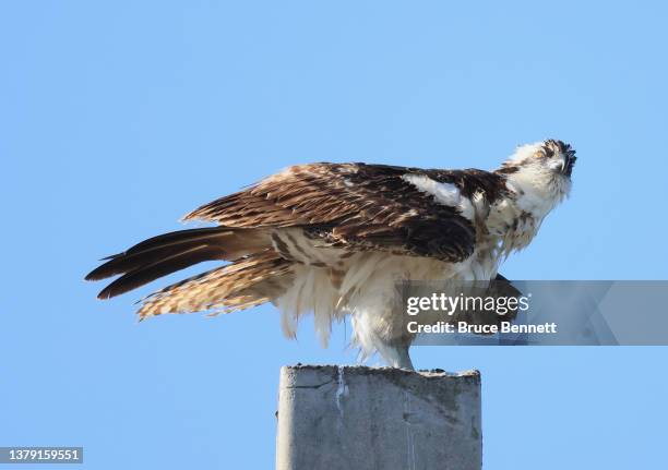 An osprey populates the Merritt Island National Wildlife Refuge on January 6, 2022 in Titusville, Florida.