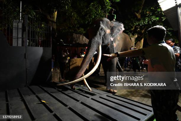 Muthu Raja Raja (Elephant) Photos and Premium High Res Pictures - Getty Images