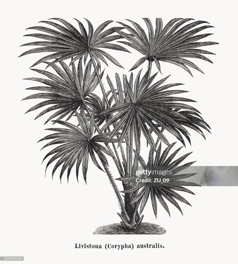 Livistona australis, Holzstich, erschienen 1873