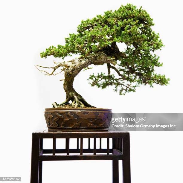 bonsai tree on table - bonsai tree stock pictures, royalty-free photos & images