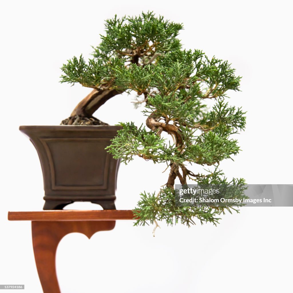 Bonsai tree on table