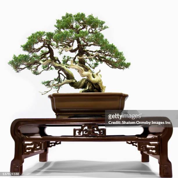 bonsai tree on table - bonsai tree stock-fotos und bilder
