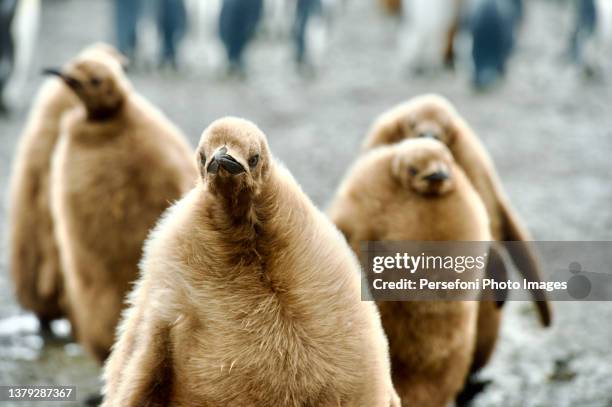 baby king penguins - baby penguin 個照片及圖片檔