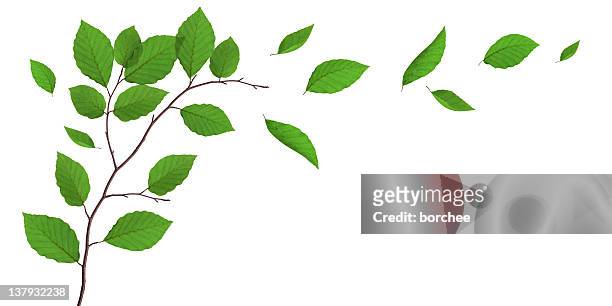 faggio lascia cadere dalla struttura ad albero - leaf foto e immagini stock