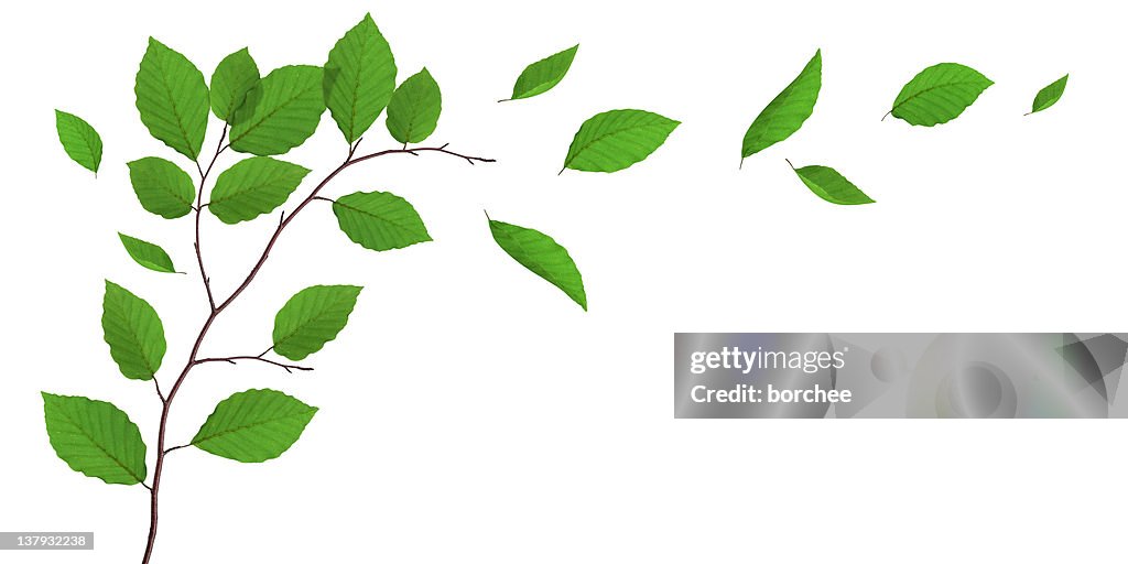 Beech Leaves Falling From The Tree