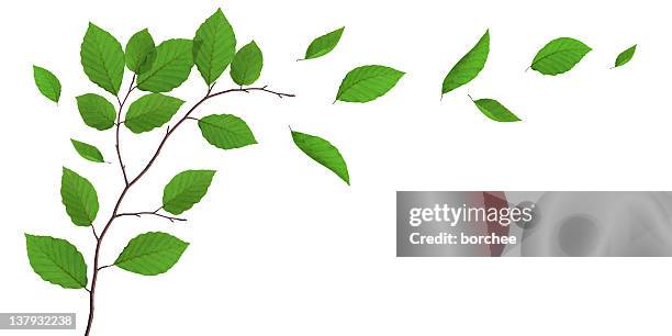 faia deixa cair a partir da árvore - parte de planta imagens e fotografias de stock