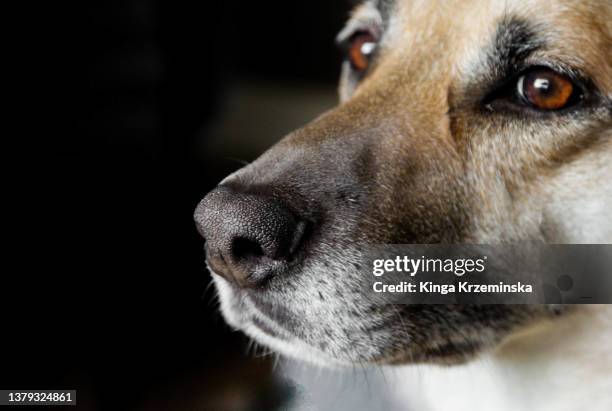 dog - animal cruelty stock pictures, royalty-free photos & images