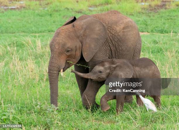 young elephants playing - mammal stock pictures, royalty-free photos & images