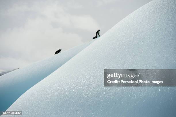 penguins on an iceberg - preservação da fauna selvagem - fotografias e filmes do acervo