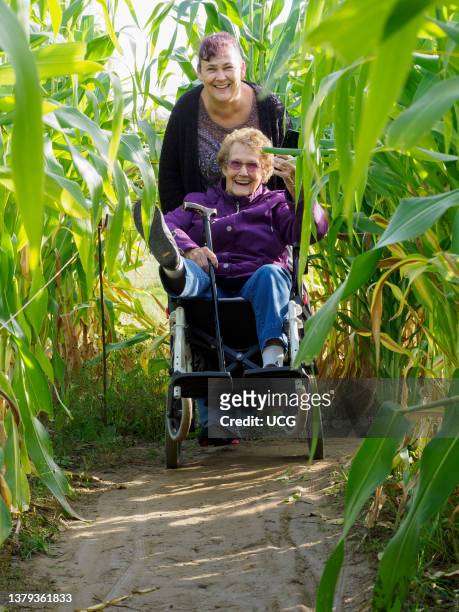 Middle aged daughter pushing old aged mother around a maize maze, having lots of fun, UK.