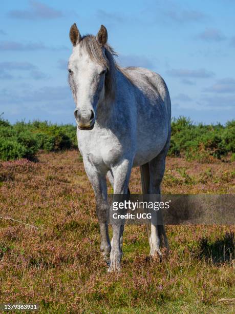 Grey New Forest Pony, The New Forest, Hampshire, UK.