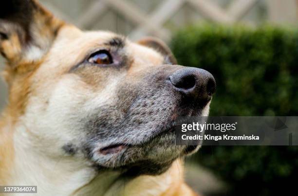 dog's portrait - animal behavior stock-fotos und bilder