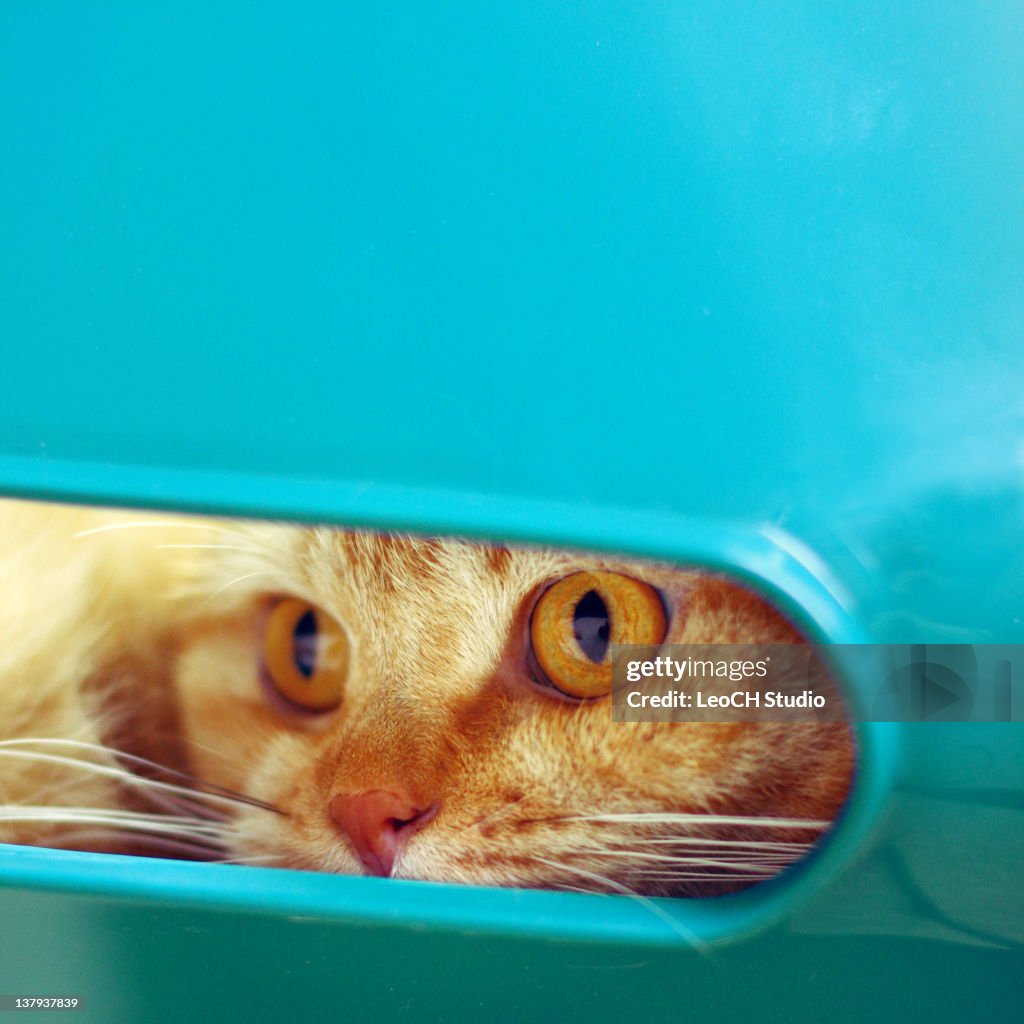 Alert cat in chair window