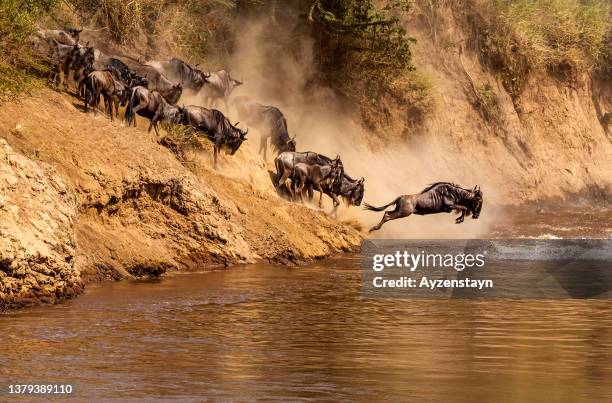 wildebeest great migration at mara river - masai mara national reserve stockfoto's en -beelden