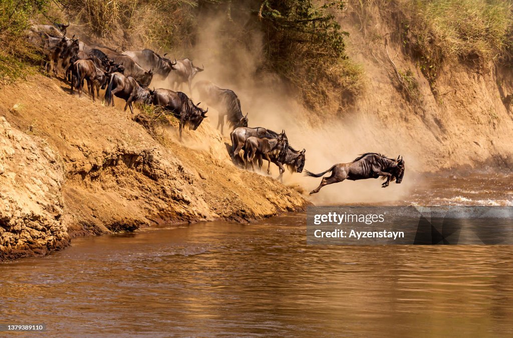Wildebeest Great Migration at Mara River