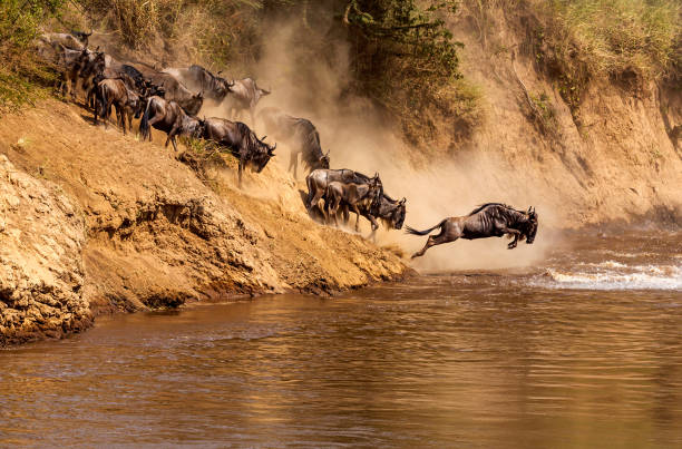 7-Day Great Wildebeest Migration Safari