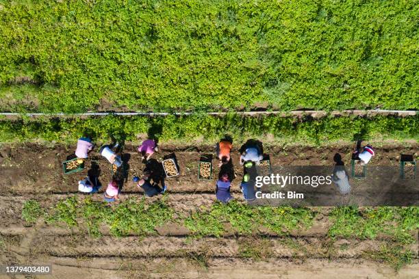 people and agricultural equipment-potato harvest - potato harvest imagens e fotografias de stock