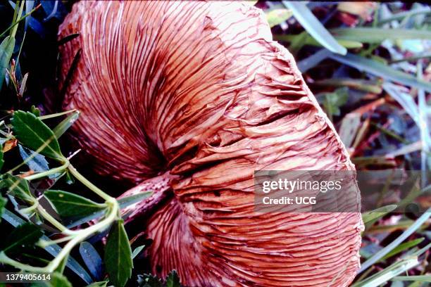 125 Mushroom Ridges Stock Photos, High-Res Pictures, and Images - Getty ...