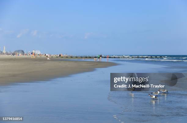 shore birds - new jersey beach stock pictures, royalty-free photos & images