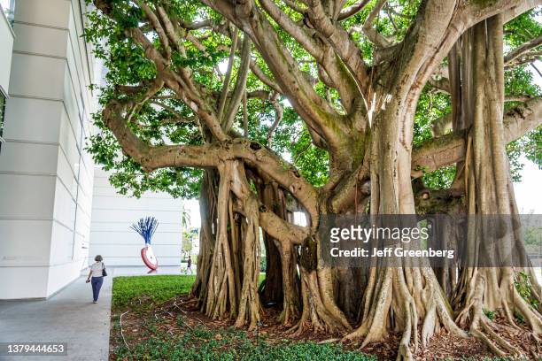 West Palm Beach, Florida, Norton Museum of Art, exterior banyan tree, strangler fig tree.