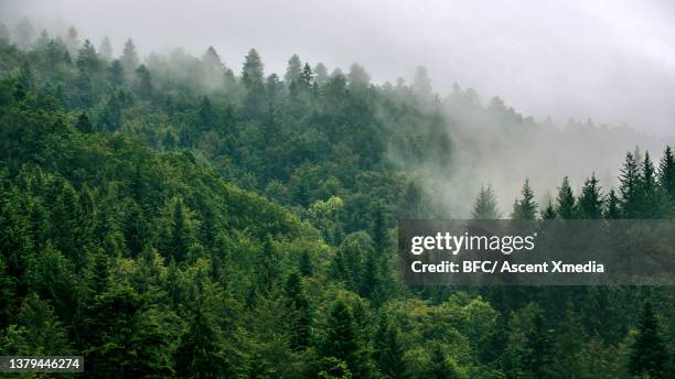 aerial perspective of forested landscape - freiberg stock pictures, royalty-free photos & images