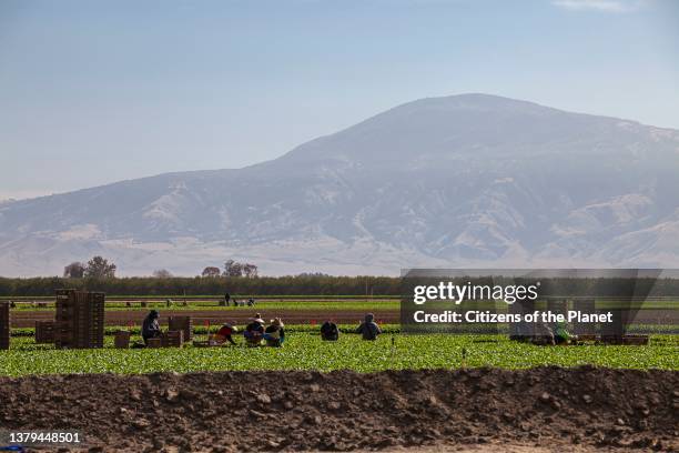 Farmworkers on farm near Bakersfield, Kern County, California, USA.