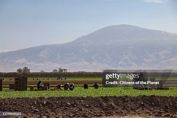Farmworkers on farm near Bakersfield Farmworkers on farm near Bakersfield