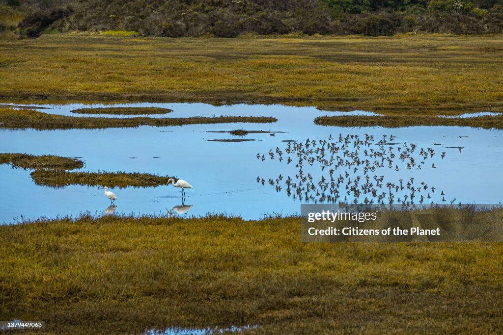 Wetlands in Morro Bay estuary