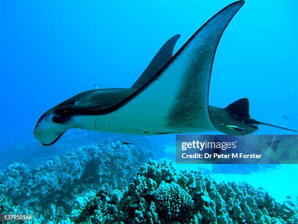 manta ray and cleaner wrasse - manta ray stock pictures, royalty-free photos & images