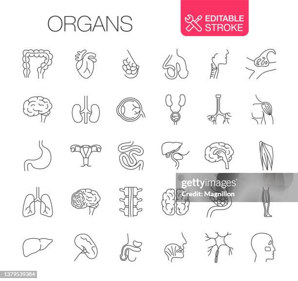 ilustraciones, imágenes clip art, dibujos animados e iconos de stock de órganos internos humanos iconos establecer trazo editable - arteria