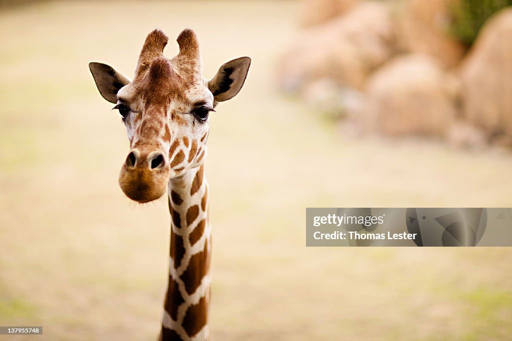 Curious giraffe on open field