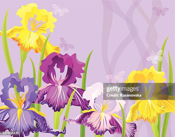 garden irises - iris flower stock illustrations