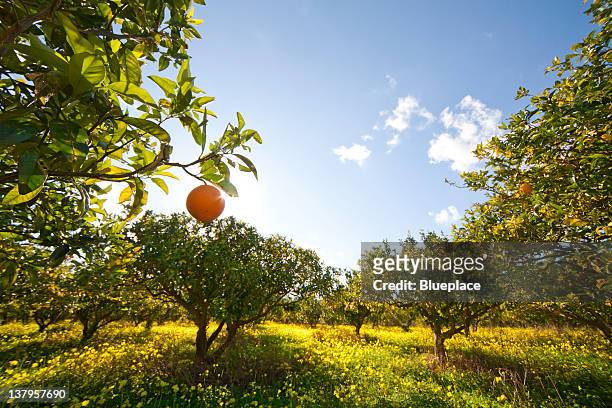 citrus grove - orange orchard stockfoto's en -beelden