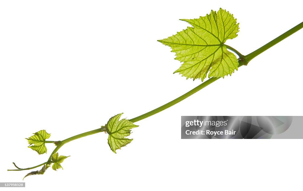 New grape vine leaf growth