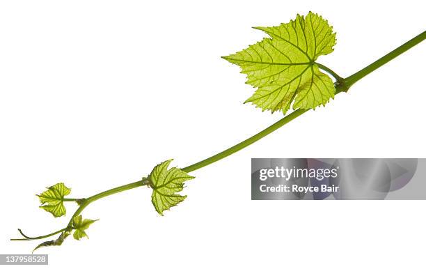new grape vine leaf growth - grapes on vine stockfoto's en -beelden