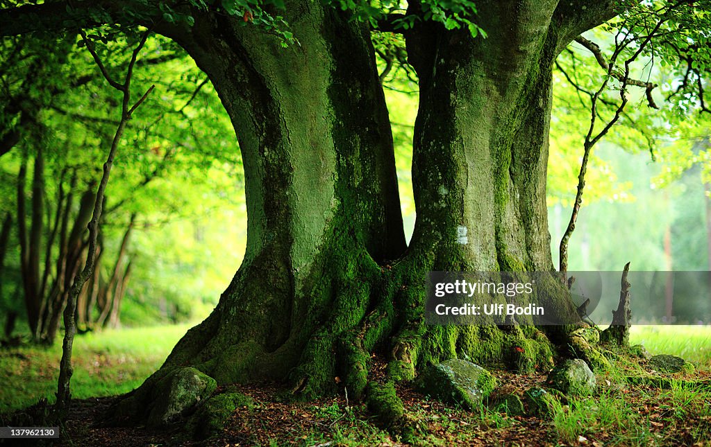 Old beech tree trunk