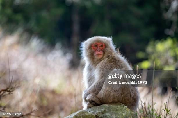 snow monkey - japanese macaque stockfoto's en -beelden