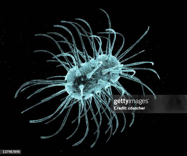 bactérias - micrografia eletrónica de varrimento imagens e fotografias de stock