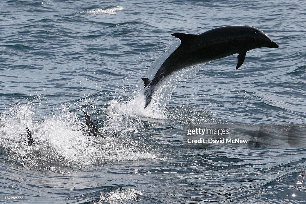 Environmental Groups Challenge Navy's Use Of Sonar In West Coast Training Exercises