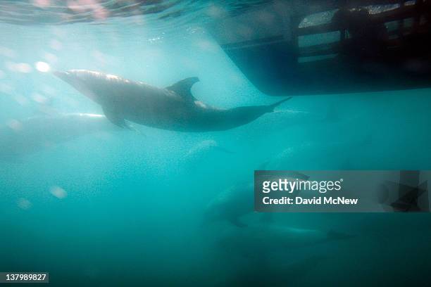 Person inside an underwater viewing pod in the hull of a catamaran watches bottlenose dolphins off the southern California coast on January 30, 2012...
