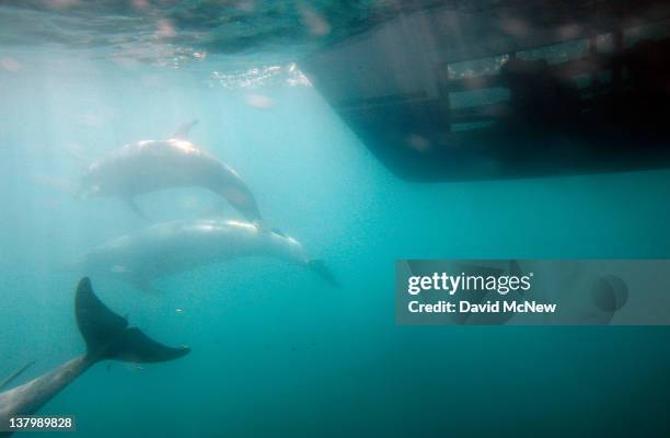 Person inside an underwater viewing pod in the hull of a catamaran watches bottlenose dolphins off the southern California coast on January 30, 2012...